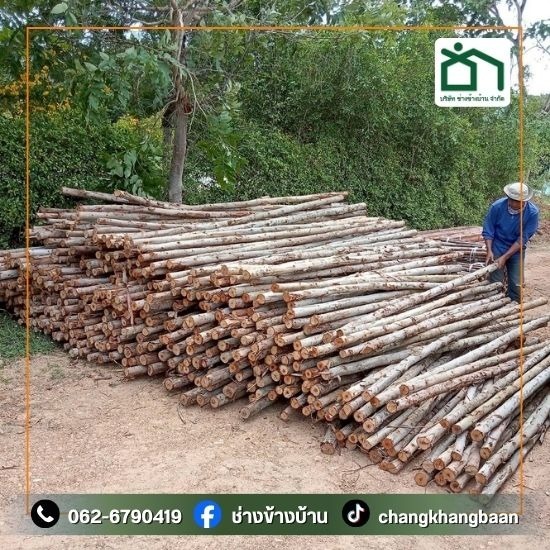 จําหน่ายไม้ยูคา สมุทรปราการ